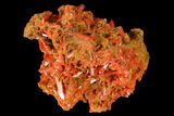 Bright Orange Crocoite Crystal Cluster - Tasmania #171726-2
